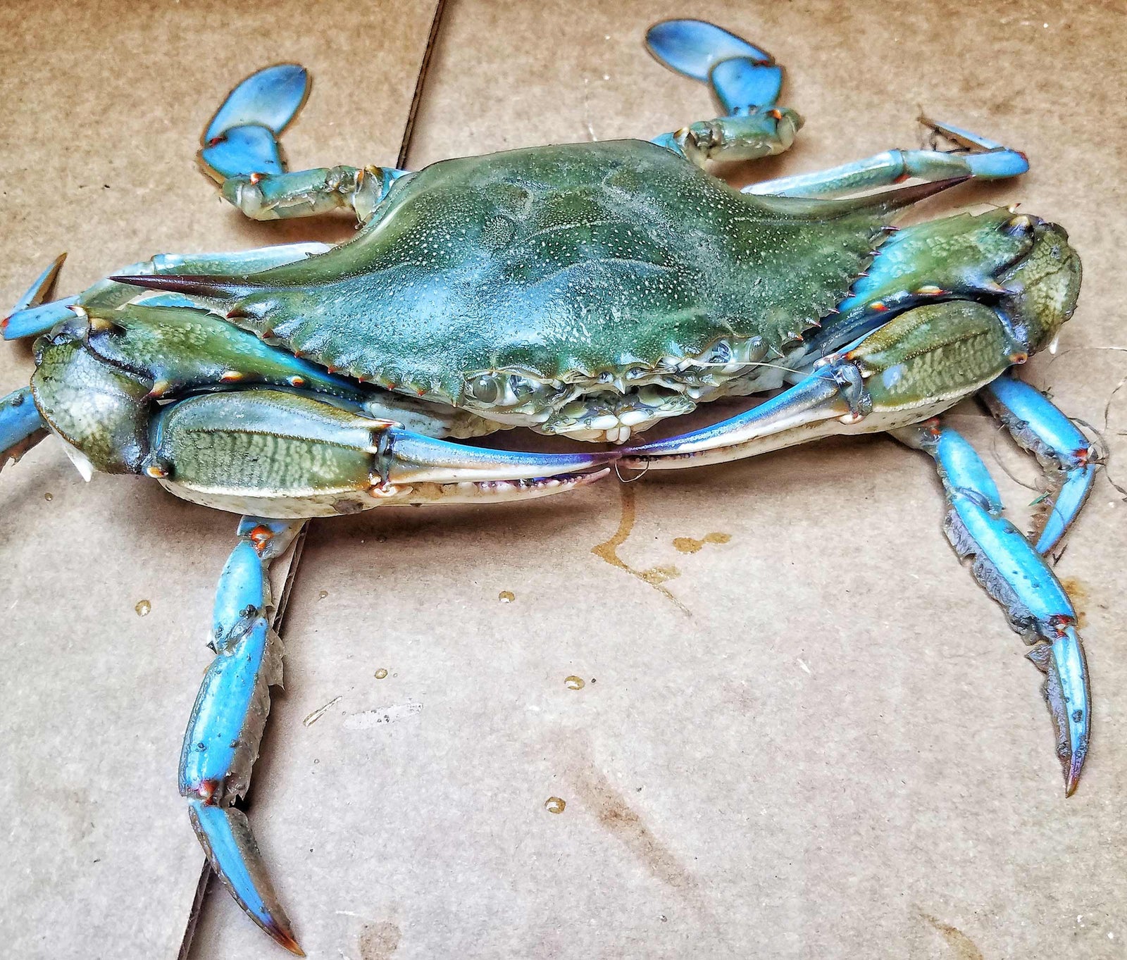 Cape Cod Blue Crabbing Guide