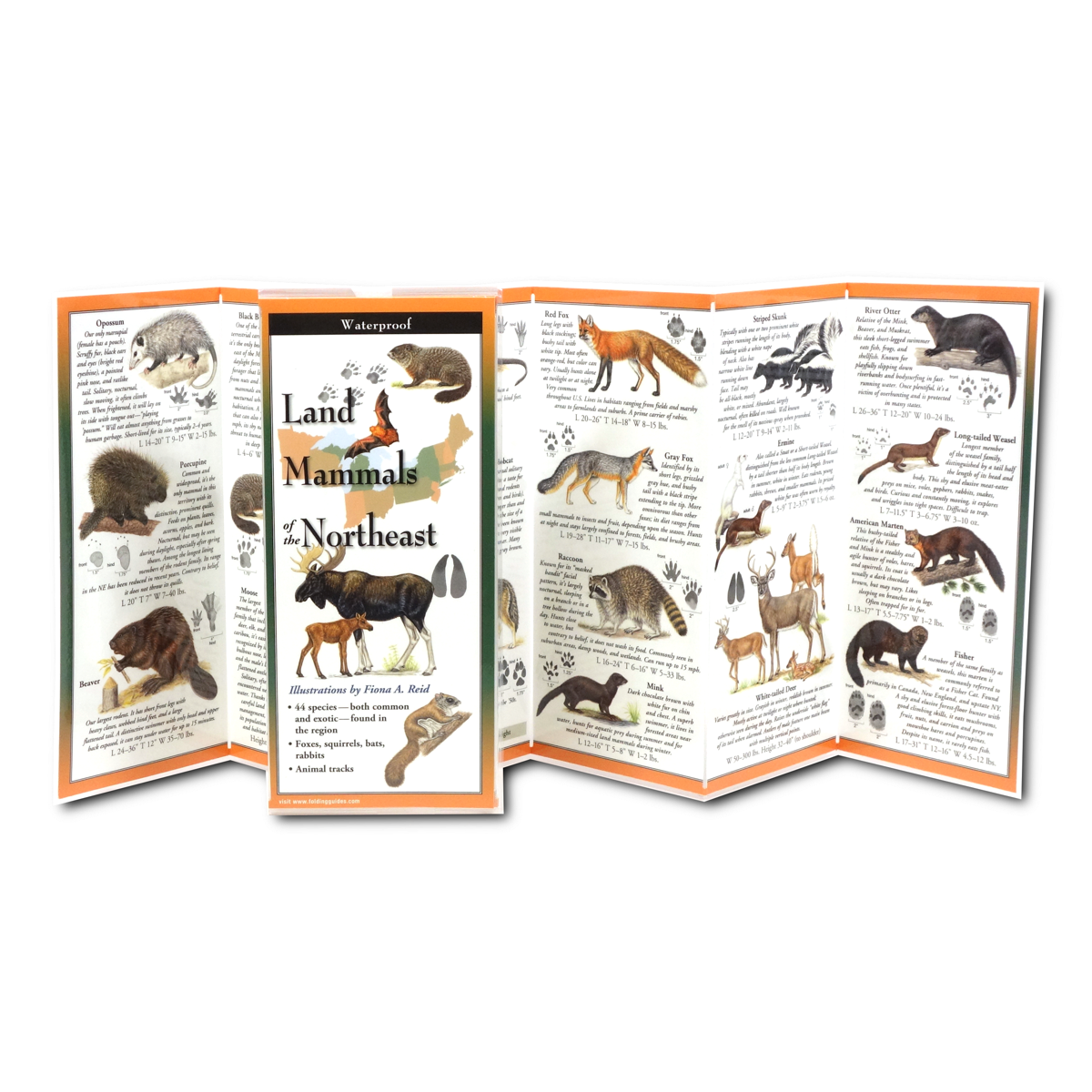 LAND MAMMALS OF THE NORTHEAST FOLDING GUIDE