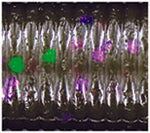 GARY YAMAMOTO 10" OKI WORM