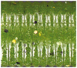 GARY YAMAMOTO 10" OKI WORM