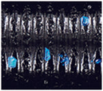 GARY YAMAMOTO 10" OKI WORM