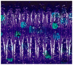 GARY YAMAMOTO 10" OKI WORM