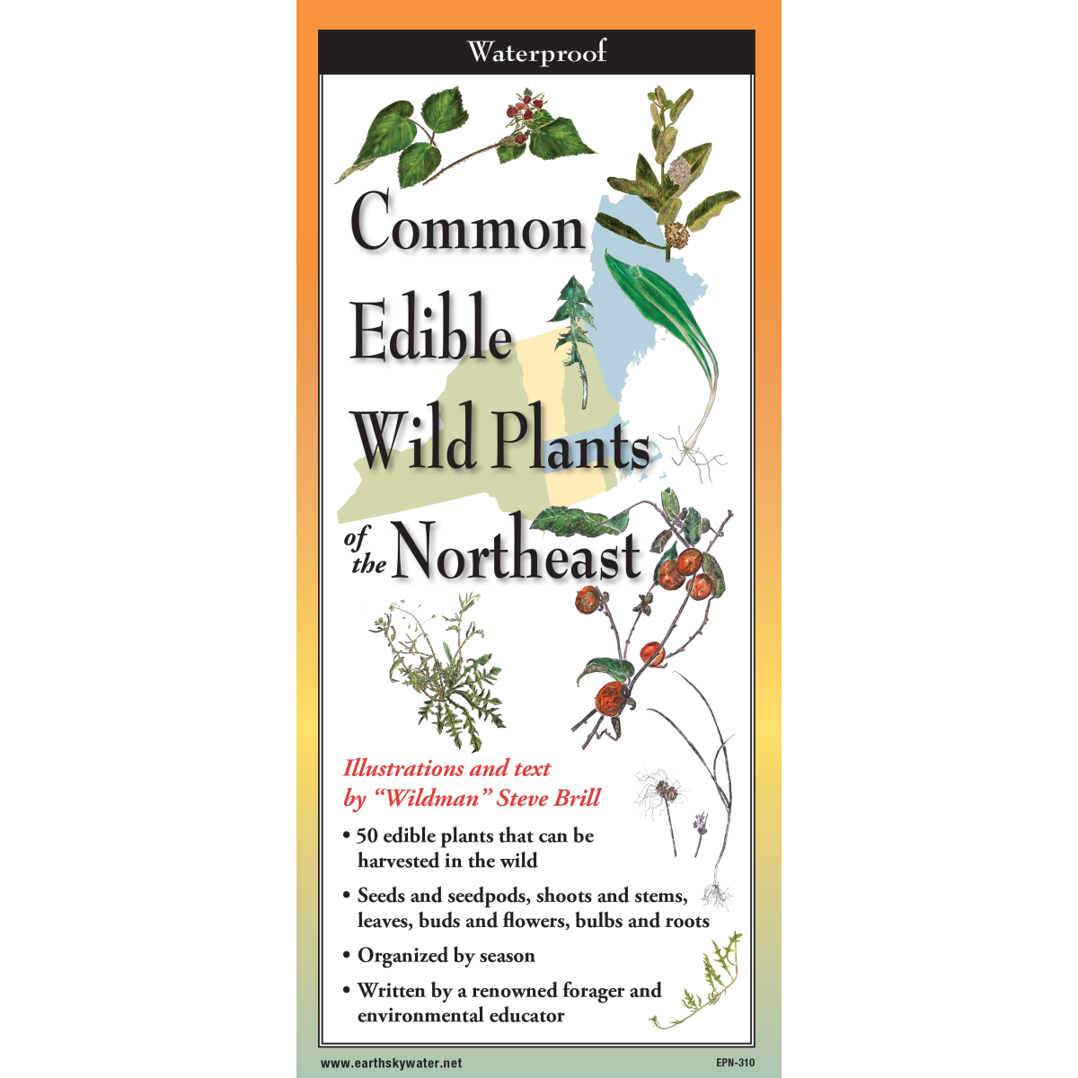 COMMON EDIBLE WILD PLANTS OF THE NORTHEAST FOLDING GUIDE
