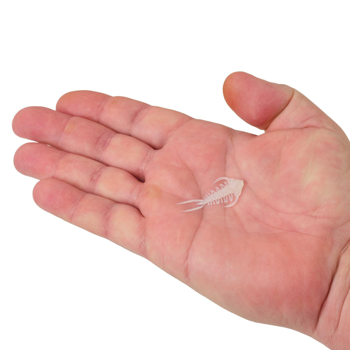 BERKLEY POWERBAIT TRILOBITE 1.5"