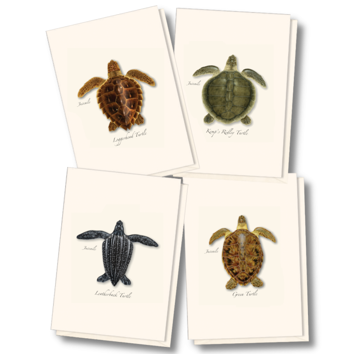 EARTH SKY & WATER NOTECARD