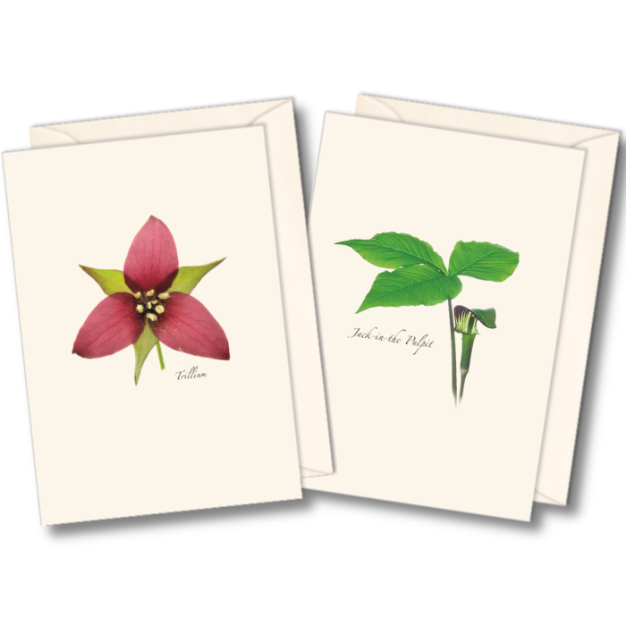 EARTH SKY & WATER NOTECARD