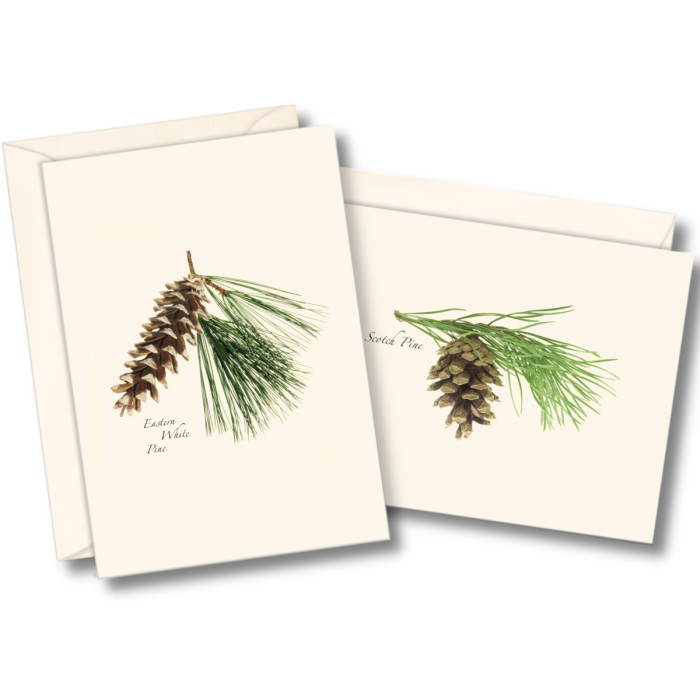 EARTH SKY & WATER NOTECARD