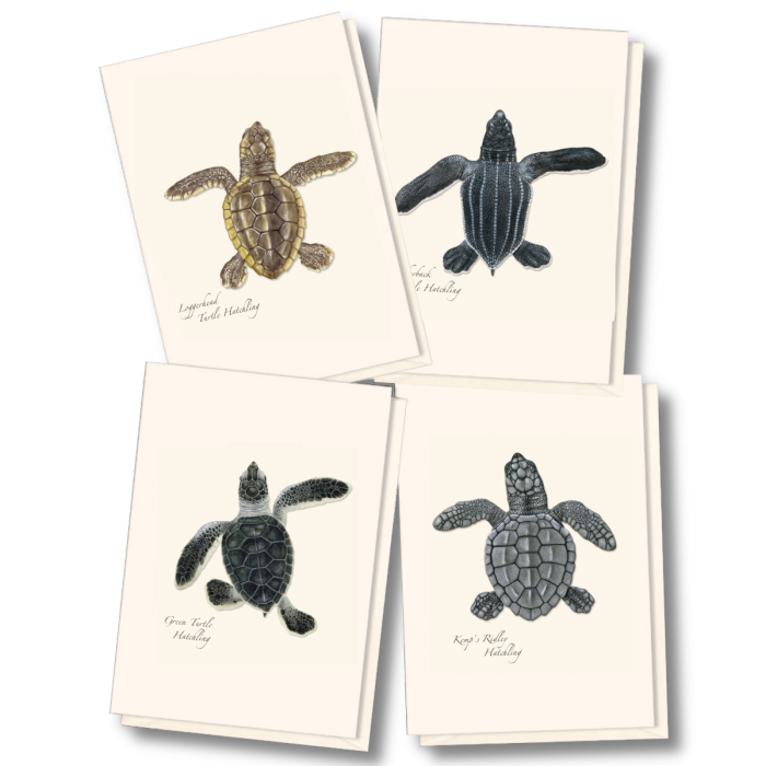 EARTH SKY & WATER NOTECARD