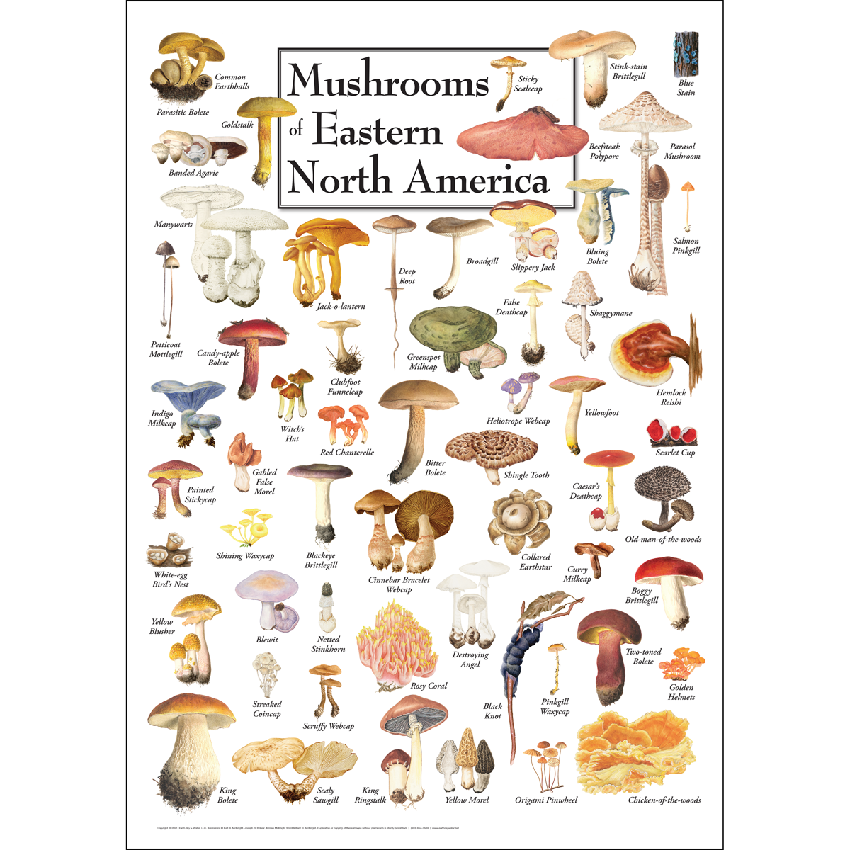 MUSHROOMS OF EASTERN NORTH AMERICA POSTER