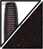 GARY YAMAMOTO 7" YAMASENKO