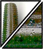 GARY YAMAMOTO 6" YAMASENKO