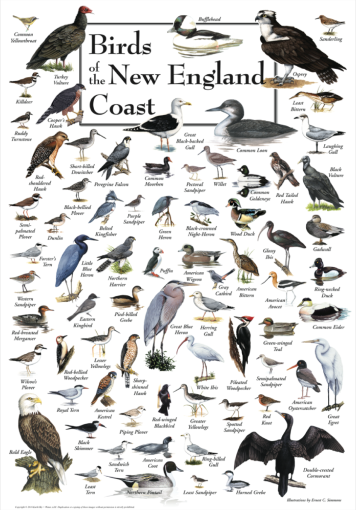 BIRDS OF THE NEW ENGLAND COAST POSTER