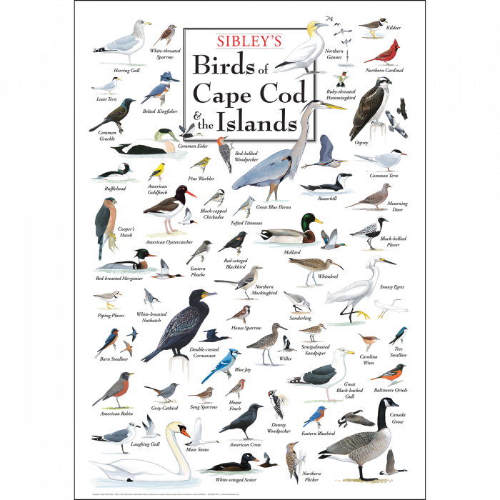 SIBLEY'S BIRDS OF CAPE COD & THE ISLAND POSTER