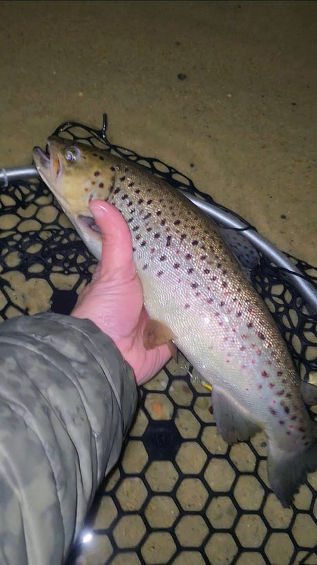 What Happens After Trout Are Stocked? A Week-by-Week Guide to Trout Behavior