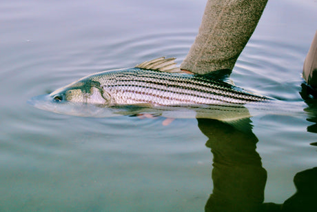 Why the Outgoing Tide Is the Favorite Tide for Most Cape Cod Beach Fishermen