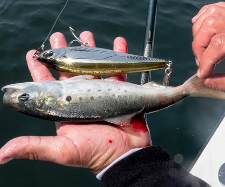 Herring are here...time to match the hatch!
