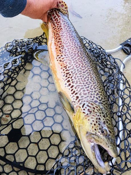 Massachusetts 2026 Trout Stocking: A New Season Begins Soon