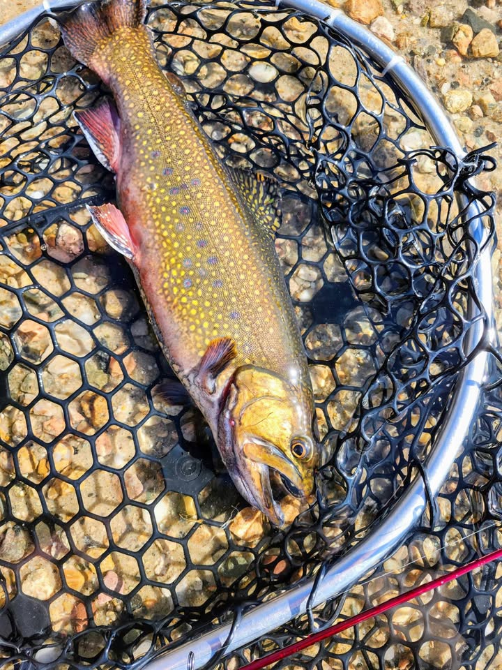 The Beauty of Trout Fishing on Cape Cod in the Fall