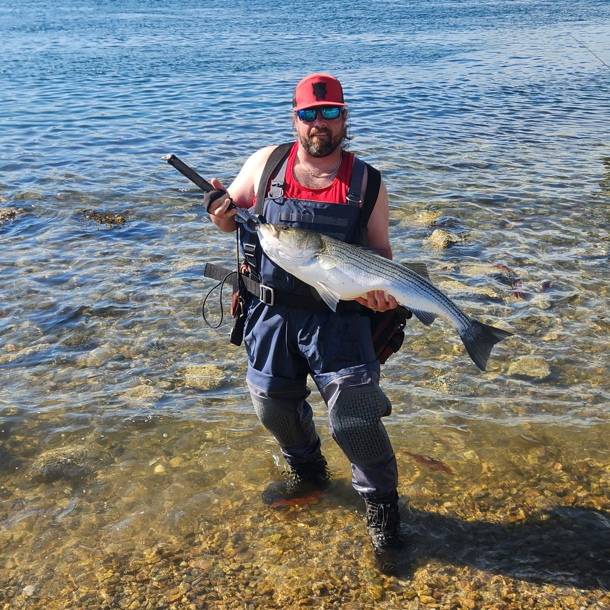 Are Striped Bass Really Recovering? What the Latest Science Says