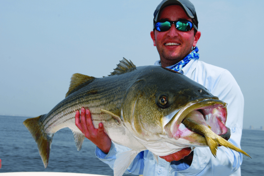 Bunker on Cape Cod: How Menhaden Populations Affect Striped Bass Fishing