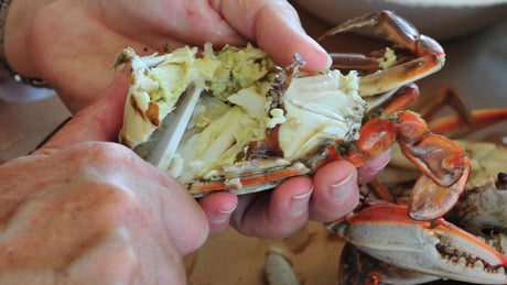 How to Clean Blue Crabs Like a Pro