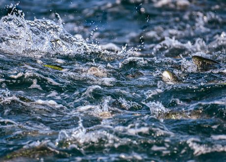 The Tell-Tale Signs That the Fall Fishing Run Is Underway on Cape Cod