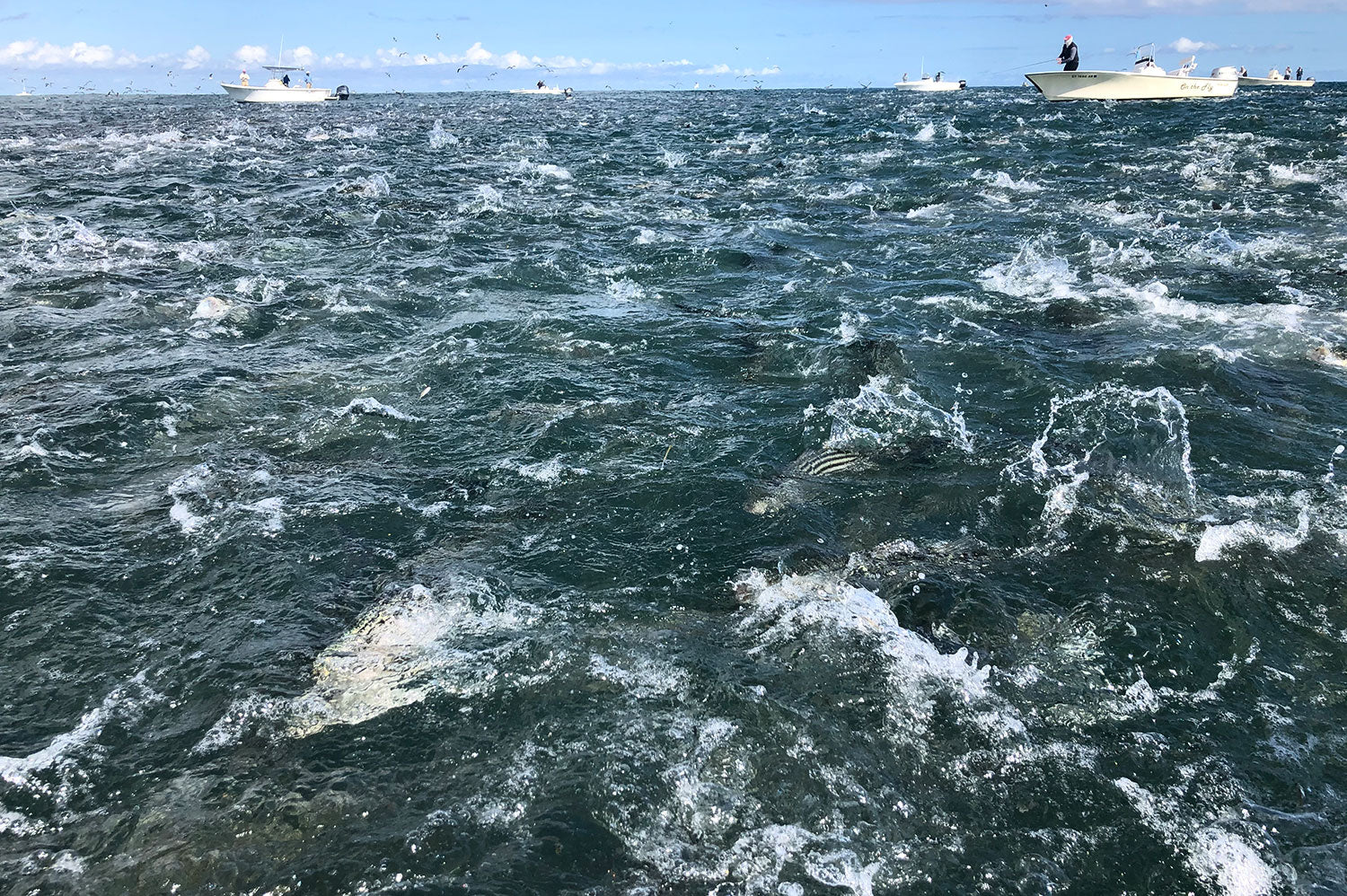 When Does the Fall Run Begin on Cape Cod?