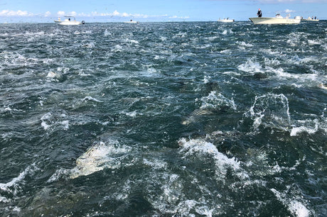 When Does the Fall Run Begin on Cape Cod?