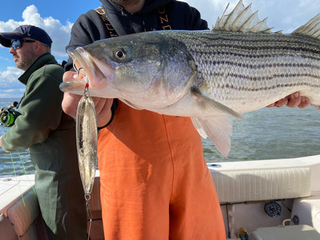 Early Season Stripers on Flutter Spoons: A Spring Game Changer