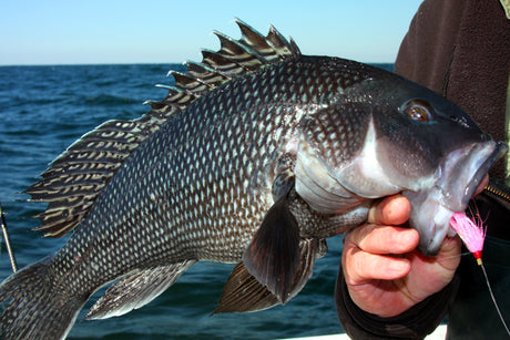 Proposed In-Season Adjustment to Commercial Black Sea Bass Limits in Massachusetts
