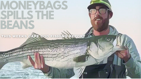 Cape Cod Freshwater Fishing Report
