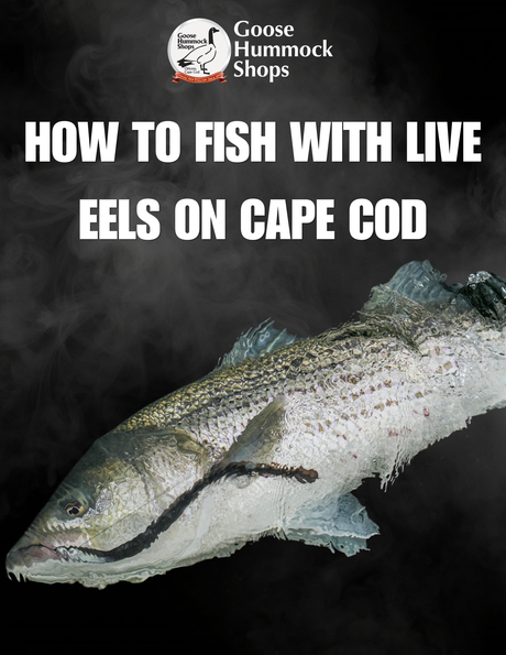 How to Fish with Live Eels for Trophy Stripers on Cape Cod