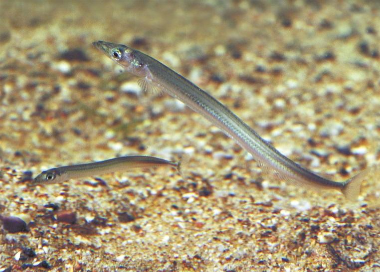 The Cape Cod Fall Bait Guide: Know What the Fish Are Eating