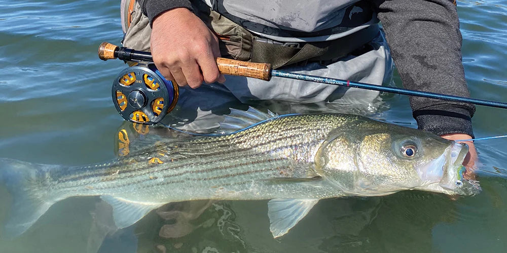 cape cod fly fishing size rods Sage Salt R8 Rod This forgiveness is beneficial for trolling Striper Flies For The Flats