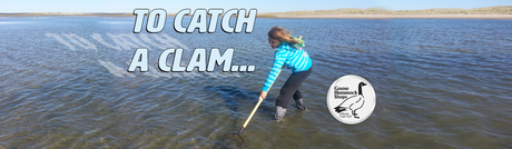 To Catch a Clam...