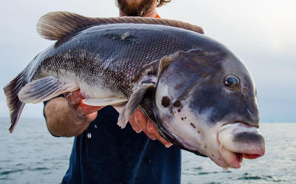 Massachusetts Tautog Regulations Change October 15: Your Fall Blackfish Limit Just Increased!
