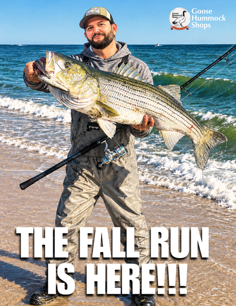 Striped Bass Behavior as Cape Cod Transitions from Summer to Fall