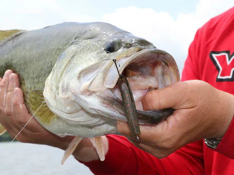 Learn to fish " WACKY"!