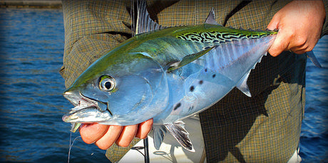 Chasing False Albacore on Cape Cod in the Fall