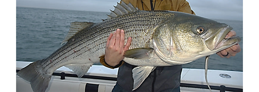 Fishing For Striped Bass on Cape Cod – The Mighty Fish
