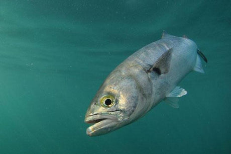 Catching Bluefish on Cape Cod
