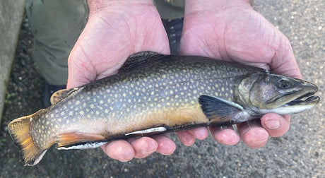 Fishing for Stocked Trout on Cape Cod