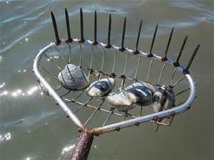 Clamming on Cape Cod
