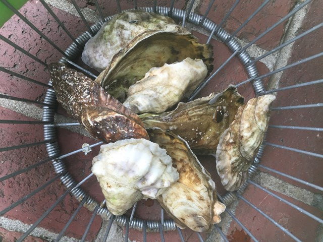 Fall on Cape Cod: Why Autumn Is One of the Best Times to Go Oystering
