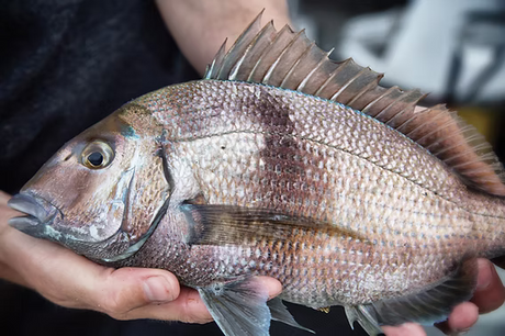 THE MIGHTY SCUP!