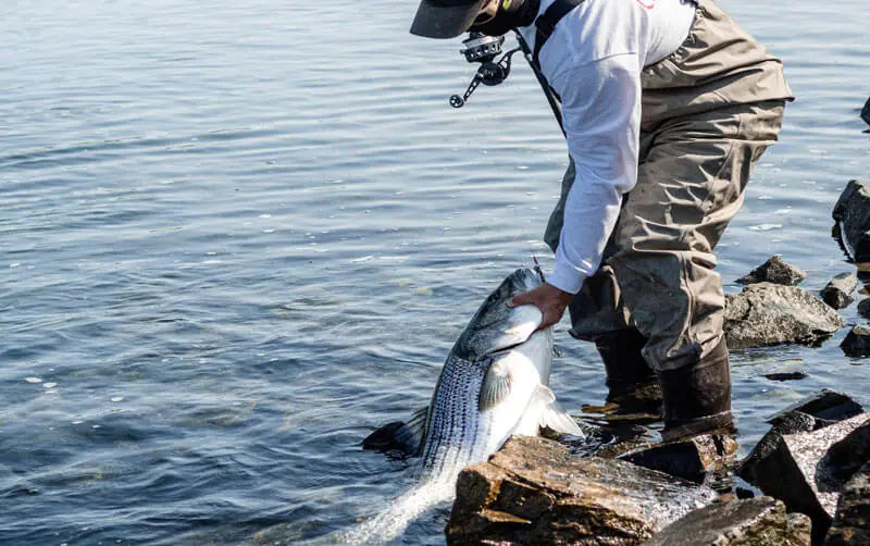 When Do Striped Bass Become More Active In The Spring? Understanding the Role of Water Temperature