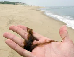 Understanding and Fishing Around Mung on Cape Cod