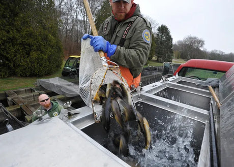 Spring 2026 Trout Stocking on Cape Cod: A Freshwater Tradition Returns