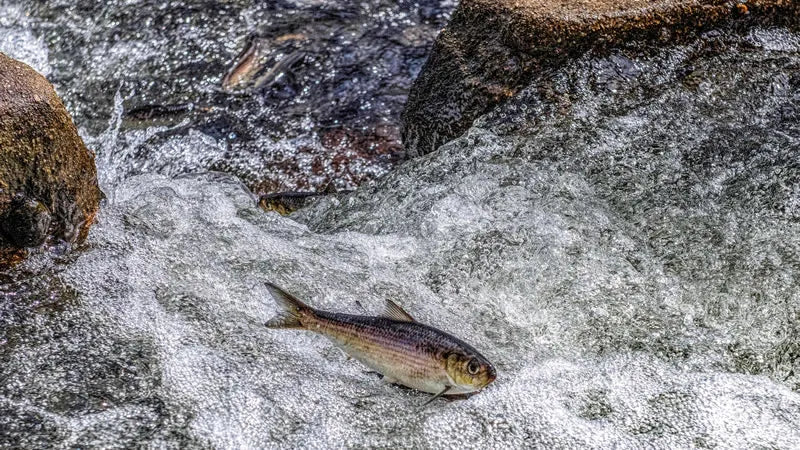 The Herring Are coming, the Herring Are Coming....