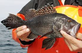Black Sea Bass Fishing Season is Almost Here!